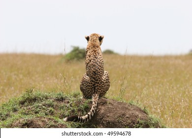 Cheetah with cub resting in the grass with sunlight
