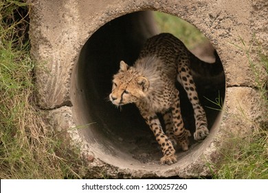 Cheetah Cub Runs Through Pipe Towards Grass