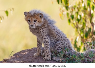 Cheetah Cub sitting in the shade and resting - Powered by Shutterstock