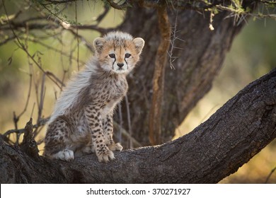 Bebe Guepard Images Stock Photos Vectors Shutterstock Bebe Guepard Images Stock Photos Vectors Shutterstock