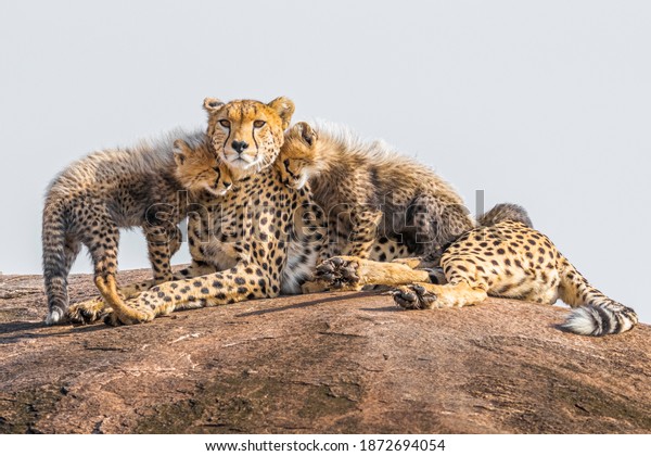 Cheetah cubs\
cuddling their mother. A perfect image for love and compassion.\
Shot in Maasai Mara,\
Kenya.