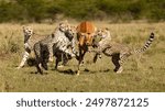 cheetah cubs learning to hunt, masai mara safari Kenya
Cheeta hunting ​antelope
Amazing safari 