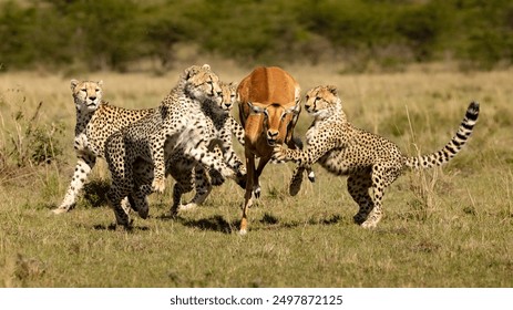 cheetah cubs learning to hunt, masai mara safari Kenya
Cheeta hunting ​antelope
Amazing safari 