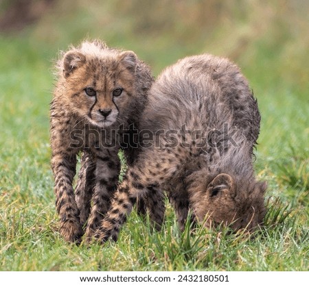 Cheetah cubs playing together in grass