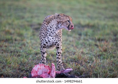 cheetah eating prey