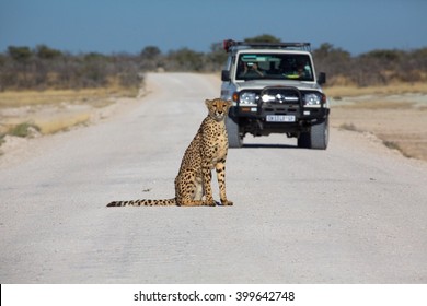 Cheetah In The Etosha National Park Namibia