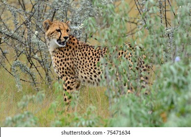 Cheetah In Etosha National Park,Namibia,Africa