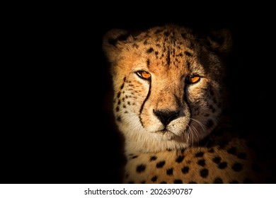 Cheetah Face With Black Background 