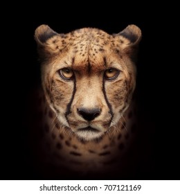 Cheetah Face Isolated On Black Background