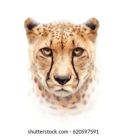 Cheetah Face Isolated On White Background