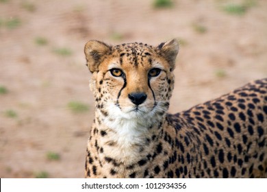 Cheetah Face Portrait