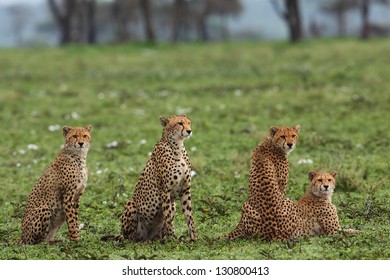 Cheetah Family