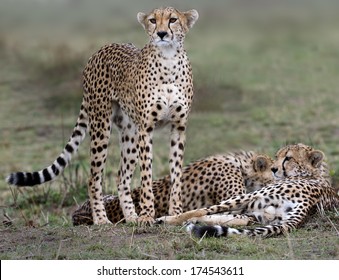 Cheetah  Family