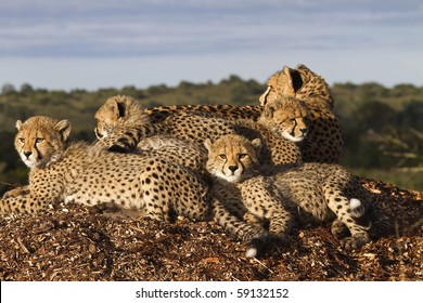 Cheetah Family