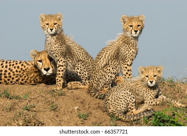 Cheetah Family