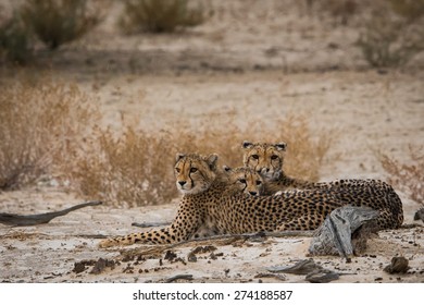 Cheetah Family In Kgalagadi Transfrontier Park