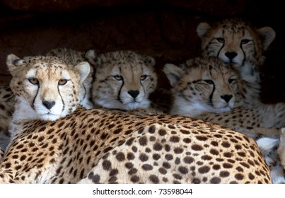 A Cheetah Family Lying In A Shelter