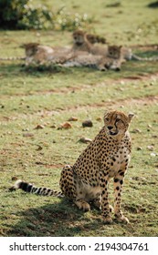 Cheetah Family Masai Mara Kenya