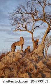 Cheetah Family On Termite Hill 