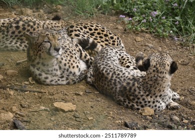 
Cheetah family resting in a natural park - Powered by Shutterstock