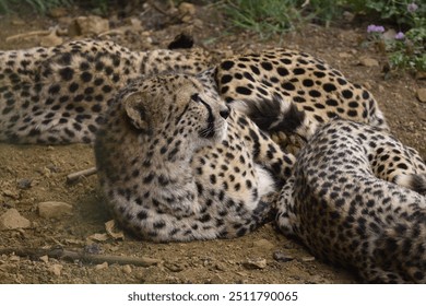 
Cheetah family resting in a natural park - Powered by Shutterstock