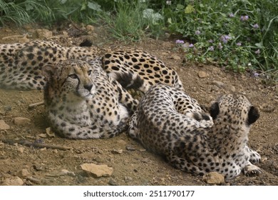 
Cheetah family resting in a natural park - Powered by Shutterstock