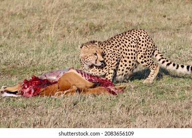 Cheetah Feasting On Impala Kill