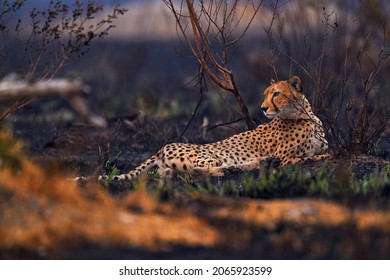 Cheetah, fire burned destroyed savannah. Animal in fire burnt place, Cheetah lying in black ash and cinders, Savuti, Chobe NP in Botswana. Hot season in Africa. African lion, male. Botswana wildlife.