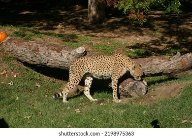 Cheetah In The Fort Worth Zoo