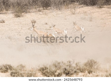 A cheetah in full speed chasing three springbok, one which would be it's next prey. Lots of dust in the action.