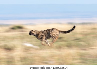 Cheetah Full Speed Hunting In The Masai Mara