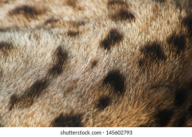 3,503 Real cheetah skin Images, Stock Photos & Vectors | Shutterstock