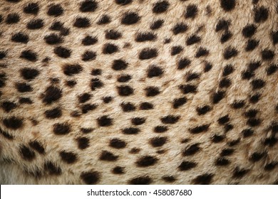 Cheetah Fur.