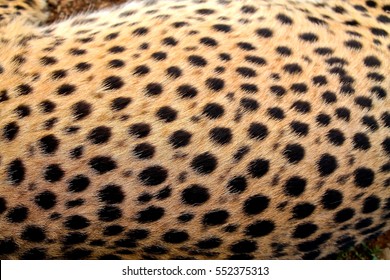 Cheetah Fur Texture Pattern - Spots