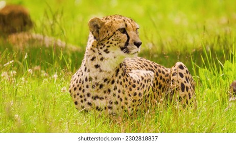 A cheetah in the grass with a green background - Powered by Shutterstock