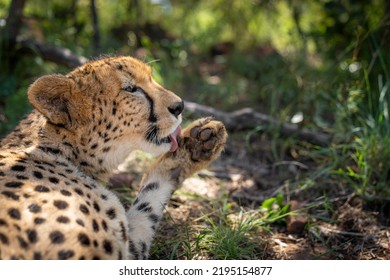 A Cheetah Grooming Her Paw While Lying On The Ground