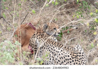 Cheetah having dinner at Masai Mara National Park - Shutterstock ID 2364804983