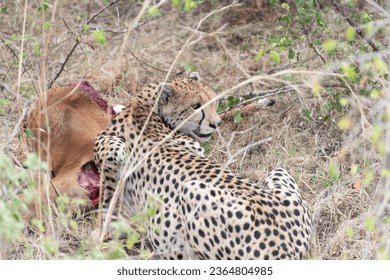 Cheetah having dinner at Masai Mara National Park - Shutterstock ID 2364804985