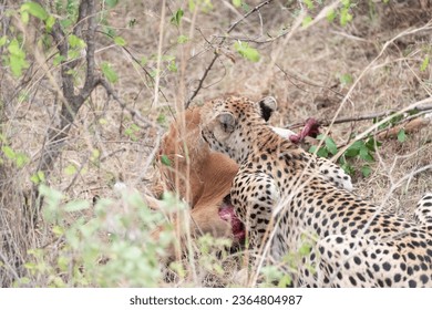 Cheetah having dinner at Masai Mara National Park - Shutterstock ID 2364804987