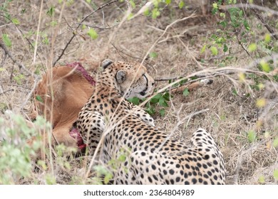 Cheetah having dinner at Masai Mara National Park - Shutterstock ID 2364804989