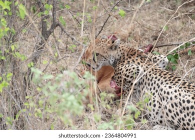 Cheetah having dinner at Masai Mara National Park - Shutterstock ID 2364804991