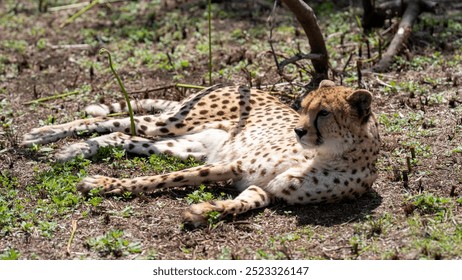 Cheetah having some rest at Tenikwa Wildlife Rehabilitation and Awareness Centre, The Crags, South Africa - Powered by Shutterstock