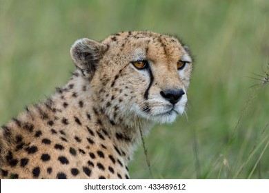 Cheetah Head