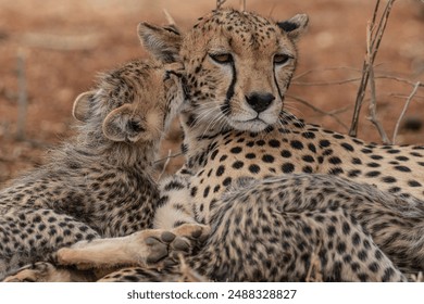 Cheetah and her baby are relaxing - Powered by Shutterstock