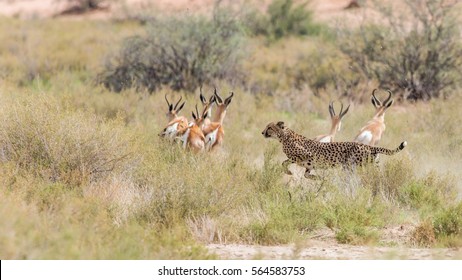 Cheetah Hunting