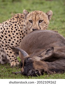 A Cheetah Hunting In Africa 