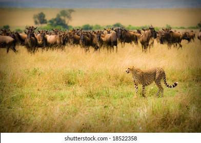 Cheetah Hunting, Masai Mara, Kenya