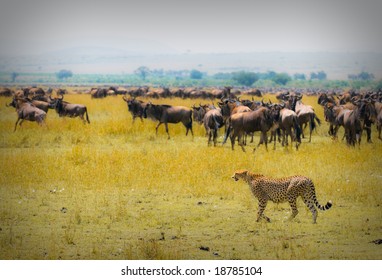 Cheetah Hunting, Masai Mara, Kenya