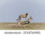 Cheetah hunting on the savannah in Masai Mara, Kenya