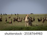 Cheetah hunting on the savannah in Masai Mara, Kenya